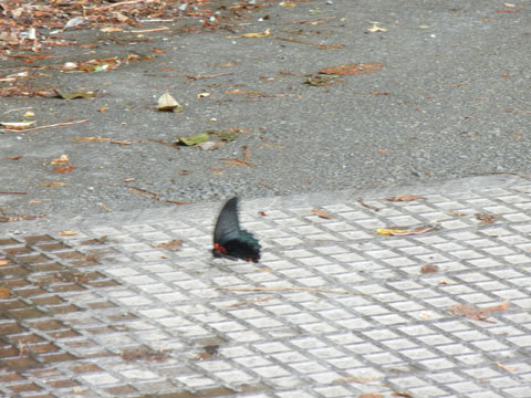 DSCN4333.jpg